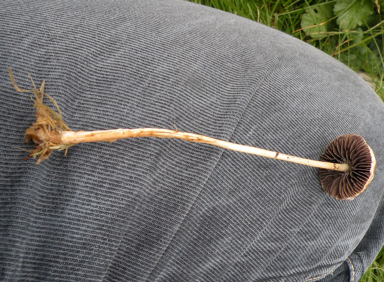 Io pensavo ad una Psilocybe....